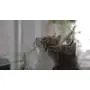 Movies for Cats - The Audio-visual Cat Toy - Catsitter - Vol.1 : Animals That Cats Love - DVD Video - The Fascinating New Tv Experience for You and Your Cat - The Gift 2016: Birthday or Easter Gifts for Cats / Gifts for Cat Friends, Cat Lovers and Cat Fan Movies for Cats - The Audio-visual Cat Toy - Catsitter - Vol.1 : Animals That Cats Love - DVD Video - The Fascinating New Tv Experience for You and Your Cat - The Gift 2016: Birthday or Easter Gifts for Cats / Gifts for Cat Friends, Cat Lovers and Cat Fan