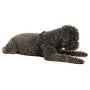 Gooby Dog Harness - Comfort X Step-in Small Dog Harness with Patented Choke-Free X Frame - Perfect on The Go No Pull Harness for Small Dogs or Cat Harness Gooby Dog Harness - Comfort X Step-in Small Dog Harness with Patented Choke-Free X Frame - Perfect on The Go No Pull Harness for Small Dogs or Cat Harness