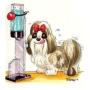 Caraval Pet Water Stand, 32oz, Bottle and Bungie Included!, Dogs cats up to 20lbs