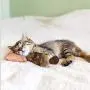 Grehod 5pcs Cat Toys, Cat Pillow Pet Toys, Kitten Interactive Toys, Catnip Chew Toys, Plush Doll Chew Toys, Catnip Doll Toys, Play Bite Decompression Grehod 5pcs Cat Toys, Cat Pillow Pet Toys, Kitten Interactive Toys, Catnip Chew Toys, Plush Doll Chew Toys, Catnip Doll Toys, Play Bite Decompression