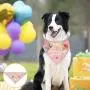 PIKASEN Deluxe Dog Gift Box with 4 Squeak Tennis Balls and 6 Non-Squeak Dog Tennis Ball - 1 Dog Selfie Clip and 1 Dog Birthday Bandana
