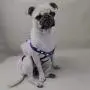 Bonario Dog Diapers Puppy Doggie Sanitary Panties Suspender for Female Small Girl Dogs with Tighten Strap Washable & Reusable for Pets (L(Chest17.7〃 Back13.7〃)) Bonario Dog Diapers Puppy Doggie Sanitary Panties Suspender for Female Small Girl Dogs with Tighten Strap Washable & Reusable for Pets (L(Chest17.7〃 Back13.7〃))