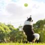 Petper Cw-0047EU Dog Ball Toy