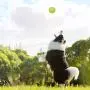 Petper Cw-0047EU Dog Ball Toy