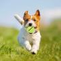 PUPTECK 12 Pack Squeaky Tennis Balls for Small and Medium Dogs Outdoor, Interesting Interactive Toys Running Yellow with A Net Bag