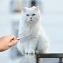 SMICHO Dog Combs, Cat Combs for Professional Grooming Tool for Long and Short Haired Dog, Cat and Other Pets Combs