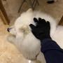 YS·AU Pet Hair Remover Glove Gentle Pet Grooming Glove Brush Efficient Deshedding Glove - Massage Mitt with Enhanced Five Finger Design Perfect for Dogs & Cats with Long & Short Fur - 1 Pack