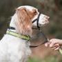 Coastal - Walk n Train! - Dog Head Halter, Black, LRG (3)