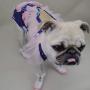 Bonario Dog Diapers Puppy Doggie Sanitary Panties Suspender for Female Small Girl Dogs with Tighten Strap Washable & Reusable for Pets (L（Chest17.7〃 Back13.7〃）)