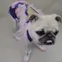 Bonario Dog Diapers Puppy Doggie Sanitary Panties Suspender for Female Small Girl Dogs with Tighten Strap Washable & Reusable for Pets (L(Chest17.7〃 Back13.7〃)) Bonario Dog Diapers Puppy Doggie Sanitary Panties Suspender for Female Small Girl Dogs with Tighten Strap Washable & Reusable for Pets (L(Chest17.7〃 Back13.7〃))