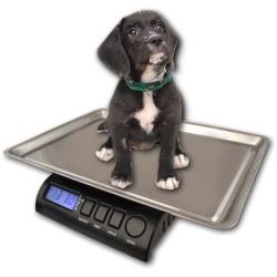 ZIEIS | 30 Lb. Capacity | Medium Pet Series - Digital Cat Scale | Z30P-SST | BigTop (15'' x 10'' x 1'' ID) Stainless Steel Top | AC/DC Power | 0.1 Ounce Accuracy