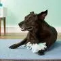 Booda Fresh N Floss Tug Rope Dog Toy Booda Fresh N Floss Tug Rope Dog Toy