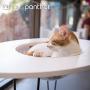 Primetime Petz Hauspanther Nestegg - Raised Cat Bed & Side Table