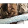 BALLMIE Cat Toys Catnip Kicker 15.7'' Soft Velvet Clothing Catnip Toys