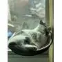 C.T Cat Window Circular Bed for Indoor Cats Cat Hammock Durable Heavy Duty Suction Cups Cat Bed Holds Up to 33lbs/15kg Easy to Assemble Lower Support The Bed 4colours C.T Cat Window Circular Bed for Indoor Cats Cat Hammock Durable Heavy Duty Suction Cups Cat Bed Holds Up to 33lbs/15kg Easy to Assemble Lower Support The Bed 4colours