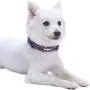 Blueberry Pet Essentials 9 Colors Safe & Comfy Reflective Classic Solid Color Dog Collars Blueberry Pet Essentials 9 Colors Safe & Comfy Reflective Classic Solid Color Dog Collars