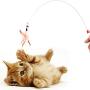 Perfttyycwwj Catnip Toys. Cat Toy Wire Feather Interactive Cat Wand Training Kitty Wand Toy with Bead Bell Interesting Kitty Toy Pet Supplies
