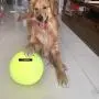 GPOL STORE Dog 9.5'' Big Tennis Ball Giant Thrower Play Toy Pet Cat Puppy Oversize Jumbo Outdoor Indoor GPOL STORE Dog 9.5'' Big Tennis Ball Giant Thrower Play Toy Pet Cat Puppy Oversize Jumbo Outdoor Indoor