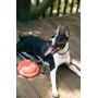 Dexas Off Leash Frisbee Flyer Floating Dog Toy with Removable Leash Attachment