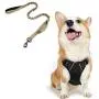 rabbitgoo Dog Harness & Tactical Bungee Dog Leash - Adjustable No Pull Soft Padded Dog Vest with Leash Clips (M) | Safety and Comfort Elastic Leads Rope for Military Dog Training rabbitgoo Dog Harness & Tactical Bungee Dog Leash - Adjustable No Pull Soft Padded Dog Vest with Leash Clips (M) | Safety and Comfort Elastic Leads Rope for Military Dog Training