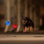 2 Pieces LED Light Dog Balls Pet Flash Bouncy Balls Dog Squeaky Balls Interactive Toys for Pets Dogs Party Favor (Blue, Red)