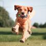 PEDOMUS Light Up Squeak Dog Ball Balls Flash LED Squeaker Ball Dog Toy Interactive Ball for Dogs Bounce-Activated