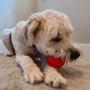 Northern Bark, Buy 1 and We Donate Additional 1 to Pet Shelter, Treat Dispensing Ball, Natural Rubber, Aggressive Chewers