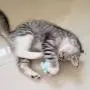 ocijf179 Cat Toy Octopus Shape Pet Cats Molar Rotatable Ball Interactive Bite Chew Catnip Toy - Blue ocijf179 Cat Toy Octopus Shape Pet Cats Molar Rotatable Ball Interactive Bite Chew Catnip Toy - Blue