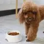 ComSaf Dog Bowl, Ceramic Food Water Feeder, Pet Bowl for Dog Puppy Cat Kitten, 12 oz Feeding Bowl, Non-Tip Non-Skid Dog Dish ComSaf Dog Bowl, Ceramic Food Water Feeder, Pet Bowl for Dog Puppy Cat Kitten, 12 oz Feeding Bowl, Non-Tip Non-Skid Dog Dish