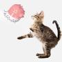 ocijf179 Cat Toy Puppy Kitten Catnip Fish Shaped Biting Chewing Toothbrush Cat Toys Pet Supplies - Blue White