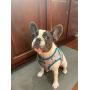 QTpawz French Bull Dog Step in Harness - Easy On Design with Velcro - Perfect for Frenchie Puppies or Smaller Sized French Bull Dogs and Frenchtons