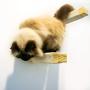 Climb Zoo Cat Scratching Post, (Set of 2) Horizontally Wall Mounted Cat Steps for Indoor Cats
