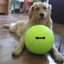 GPOL STORE Dog 9.5'' Big Tennis Ball Giant Thrower Play Toy Pet Cat Puppy Oversize Jumbo Outdoor Indoor