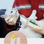 Apoi Pet Feeding Dispenser Dog Pill Dispenser [3 Pack] Pet Piller Gun Dog Pill Shooter with Soft Tip Medical Feeding Tool Kit for Cats Dogs Small Animals - Green,Blue,Red