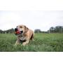 Nerf Dog 2.5in LED Bash Ball, Red/Green Dog Toy