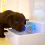 cjc 1.8L LED Automatic Pet Water Fountain with LED Light 12V Pet Waterer Safe Drinking Bowl for Dogs Cats