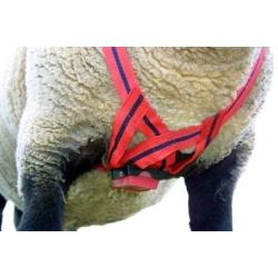 MATINGMARK Deluxe Breeding Harness for Sheep & Goats by Rurtec, Made in NZ - Extra Large Size (Crayon Sold Separately)