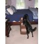 Pet Gear Easy Step III