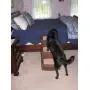 Pet Gear Easy Step III Pet Gear Easy Step III