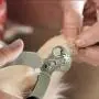 SR SUREADY Dog Nail Clippers - Pet Nails Trimmer for Dogs or Cats with Safety Guard to Avoid Over-Cutting, Free Nail File & Lock Switch, Sturdy Non-Slip Handles… SR SUREADY Dog Nail Clippers - Pet Nails Trimmer for Dogs or Cats with Safety Guard to Avoid Over-Cutting, Free Nail File & Lock Switch, Sturdy Non-Slip Handles…
