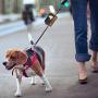 bellerata Poop Bag Holder for Leash with 2 Free Rolls of Poop Bags, Dog Poop Bag Holder for Leash, Canvas PU Leather Metal Carabiner Clip