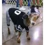 Dog Gone Cute by Lous Doggie Boutique 4 Piece Football Costume (Jersey, Pants, Helmet and Toy Ball)-Extra Small (XS)