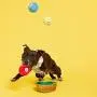 BARK Willards Billiards Dog Toy, Medium BARK Willards Billiards Dog Toy, Medium