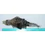 Fun Bird/Bat/Bugs Refill/Attachment - Fits Wildcat and Popular Bird and Mouse Type Wands/Poles
