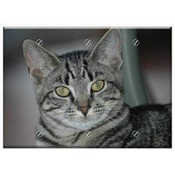 Triple Blank Wall Plate Cover - Tiger Cat Cat Kitten Animal Cute Pet Striped Cat