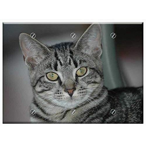 Triple Blank Wall Plate Cover - Tiger Cat Cat Kitten Animal Cute Pet Striped Cat