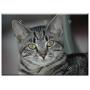 Triple Blank Wall Plate Cover - Tiger Cat Cat Kitten Animal Cute Pet Striped Cat