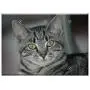 Triple Blank Wall Plate Cover - Tiger Cat Cat Kitten Animal Cute Pet Striped Cat Triple Blank Wall Plate Cover - Tiger Cat Cat Kitten Animal Cute Pet Striped Cat