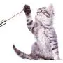 Cat Toys for Indoor Cat - Dog Chaser Toys Interactive Pet Kitten Training Cat Toys for Indoor Cat - Dog Chaser Toys Interactive Pet Kitten Training