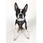 Pronto Petwear NCAA Ohio State | OSU Logo Reversible Pet Harness